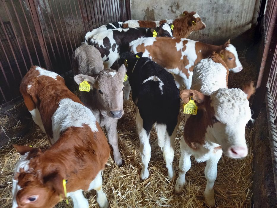 Byczki mięsne 8 szt MM sprzedam