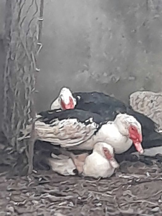 Patos e faisões canários