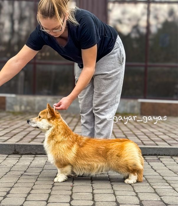 Просто Цар  коргі пемброк