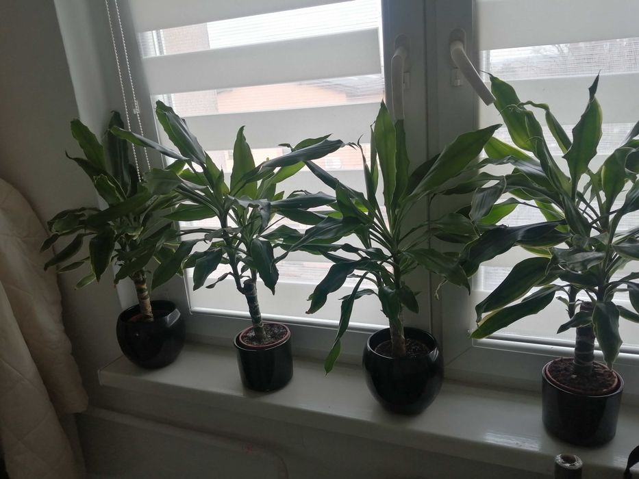 Dracena 6 sztuk ok. 60 cm