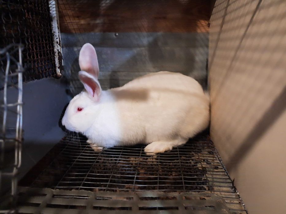 Белий Панон. Самеці та самики на племя. Кролики.