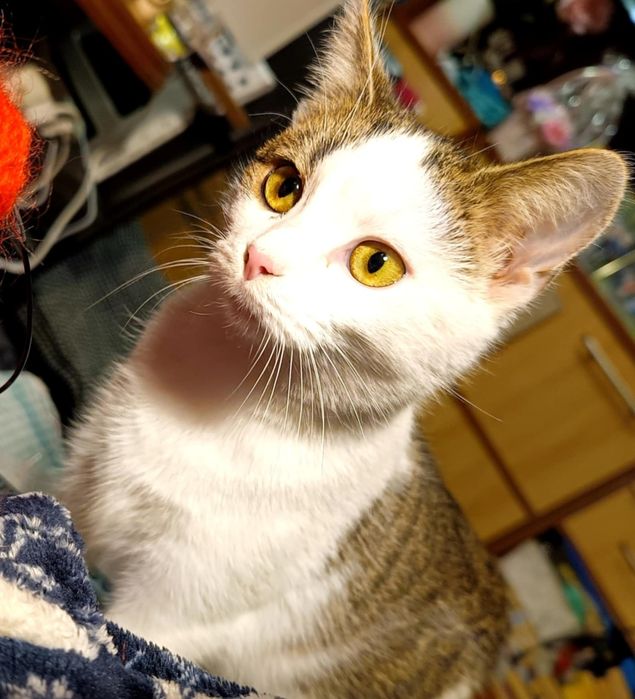 Kocie dziecko,Basia szuka kochajacego domku.