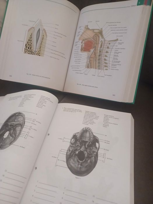 Livro anatomia e fisiologia