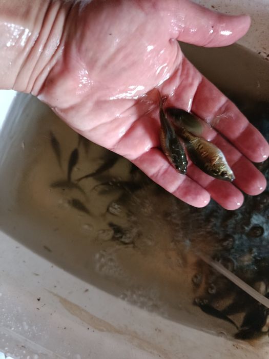 Karp narybek sprzedam