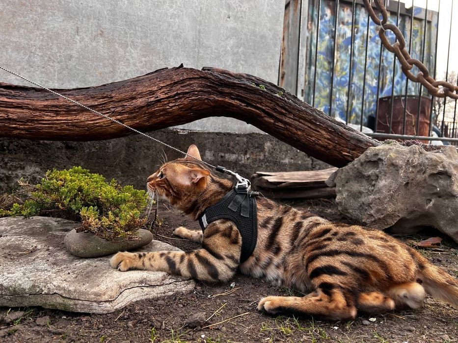 Бенгальський кіт