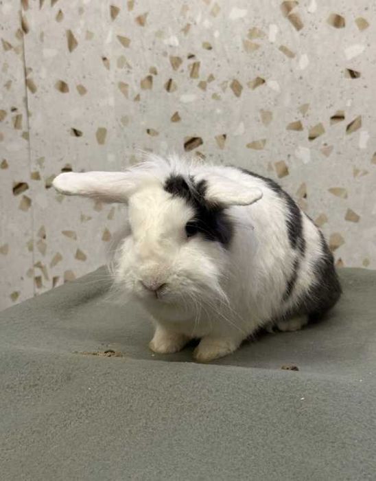 Struś - królik do adopcji