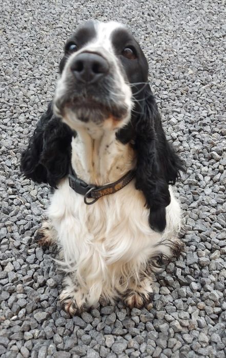 Cocker spaniel angielski
