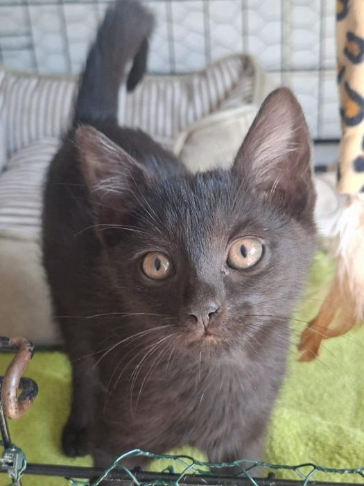Kotki do adopcji