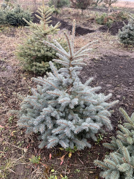 Ялинка блакитна кайбаб