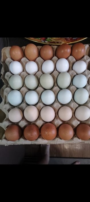 Продам петушков.
