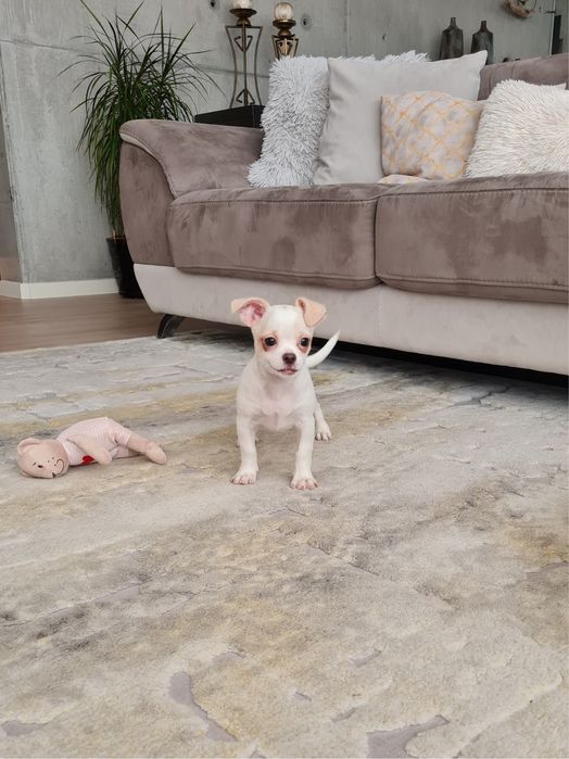 Excelente mini menino Chihuahua/Chiuaua Linhagem Russa de Qualidade