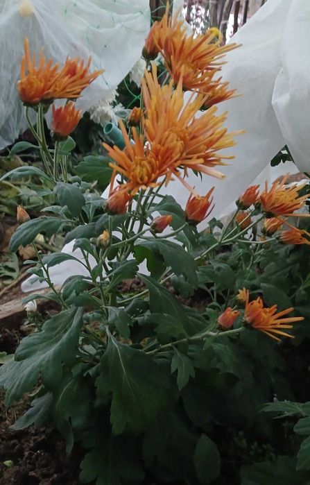 хризантема маточники