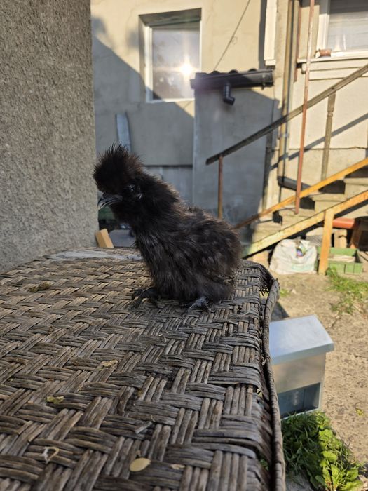 Курчата Кітайска Шовкова