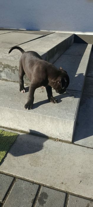 Amstaff Standard szczeniak miot B