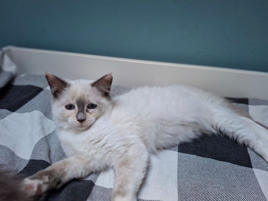 Ragdoll kociczka