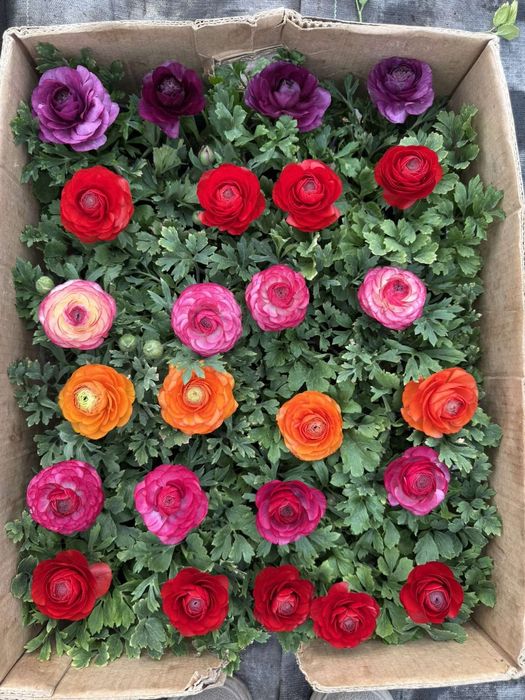 В наявності Лютик