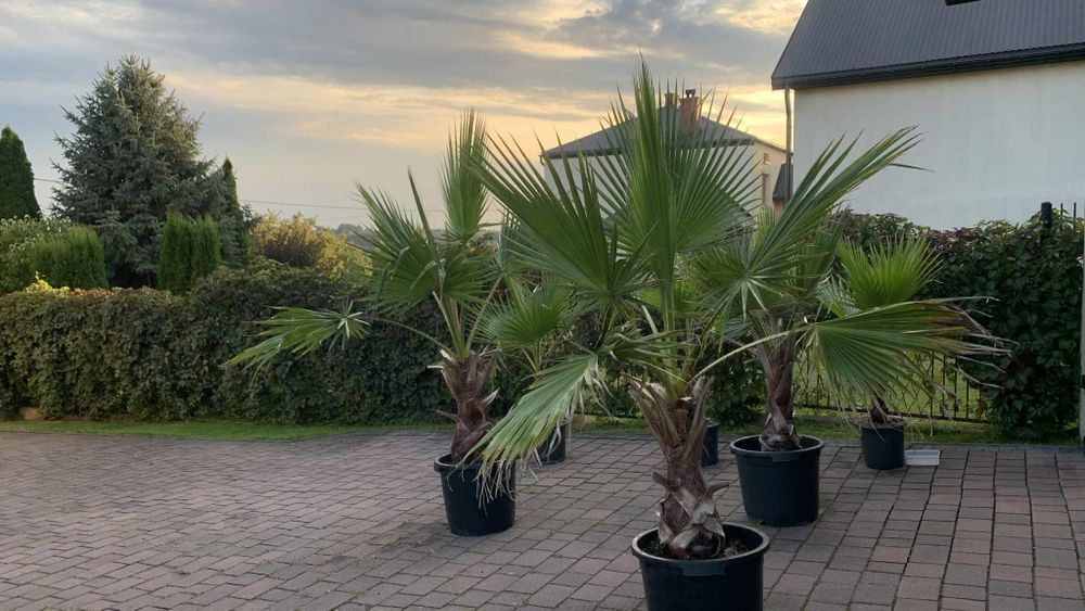 Palma Waszyngtonia Robusta – efektowna ozdoba domu i ogrodu!