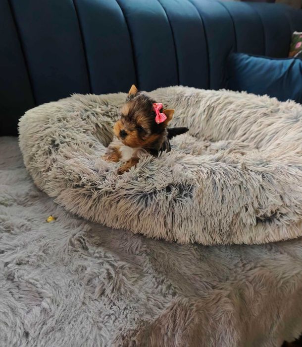 York shire terier śliczna suczka miniaturka xxs York Terrier merle