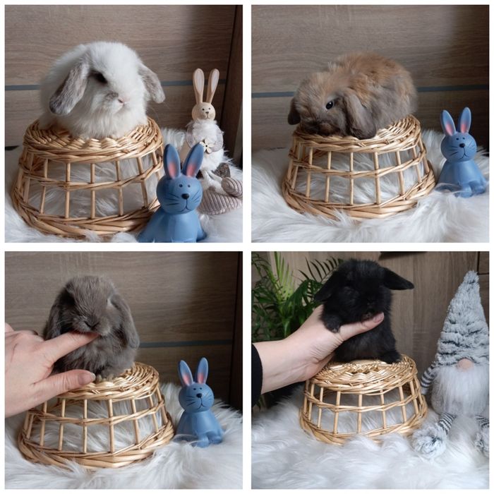 Mini lop karzełek Teddy mini rex króliki miniaturki królik