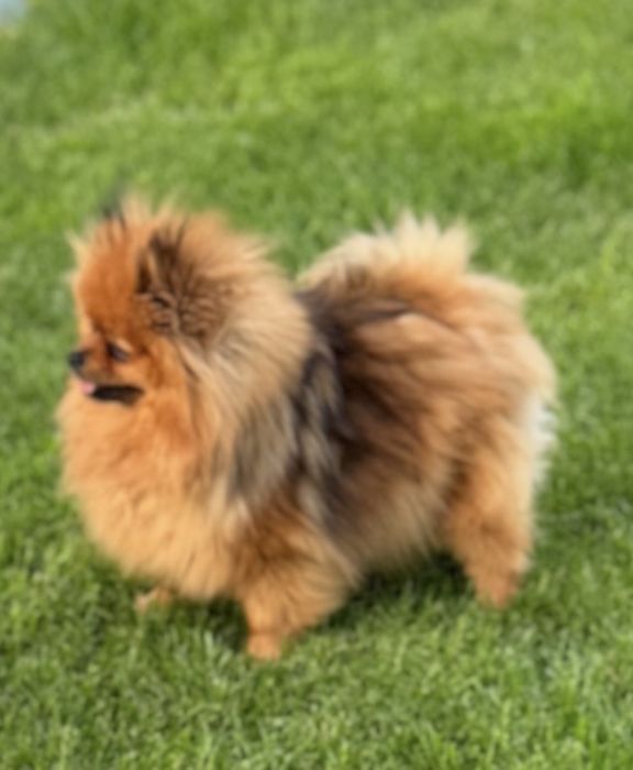 Szpic miniaturowy  suczka