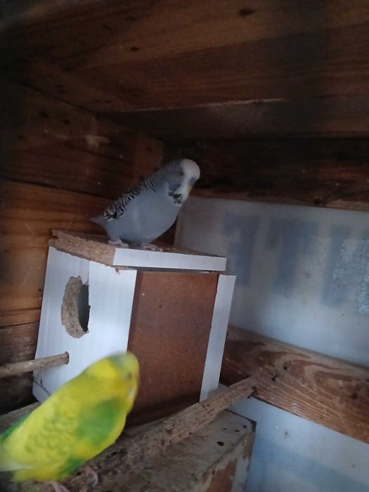 Periquito  ingles  macho