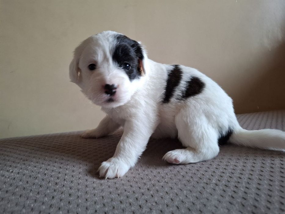 Две девочки ищут хозяев