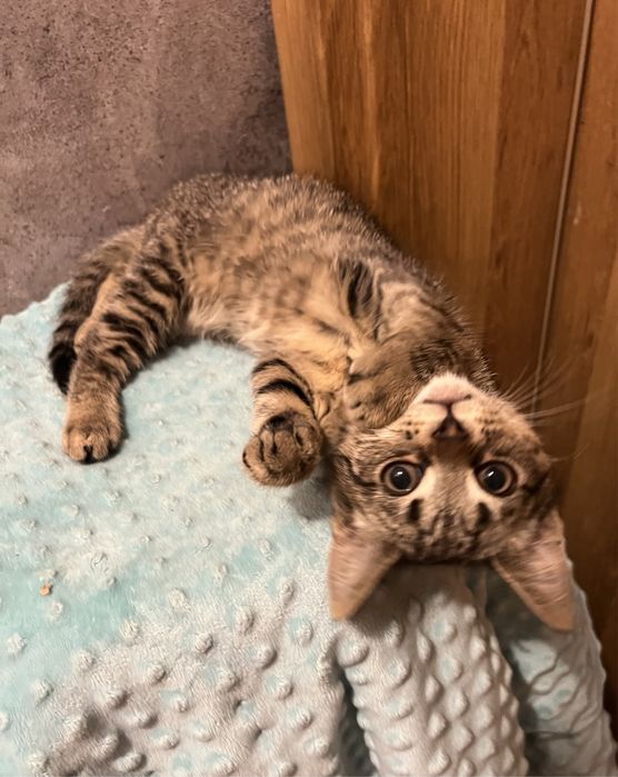 Małe kotki szukają domków