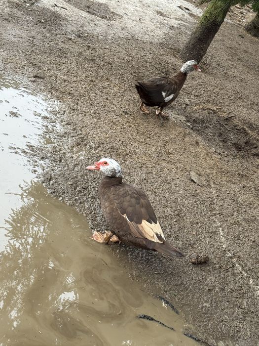 Kaczki piżmowe samce samice rozpłód
