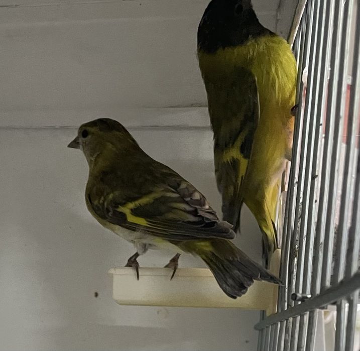 Canarios desponiveis para venda