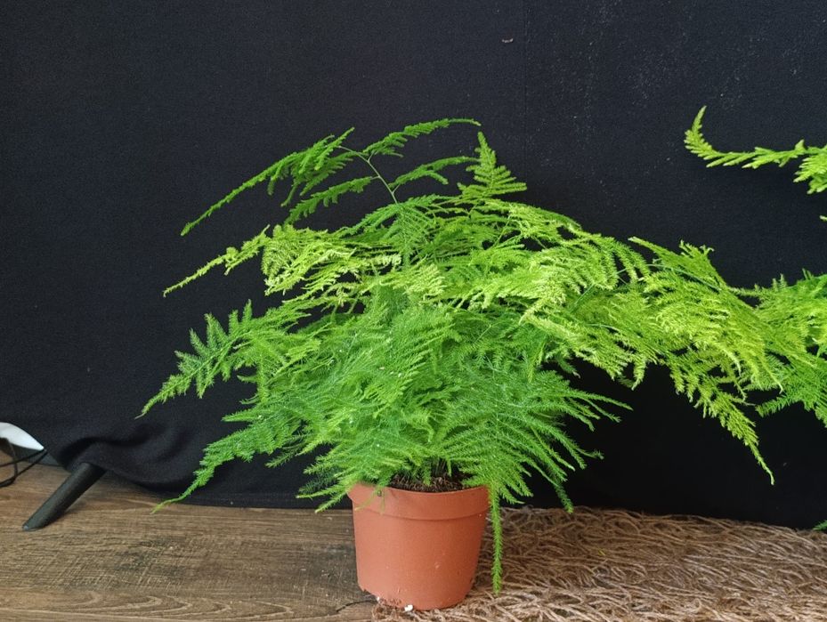 Аспарагус Сетацеус (Asparagus setaceus)