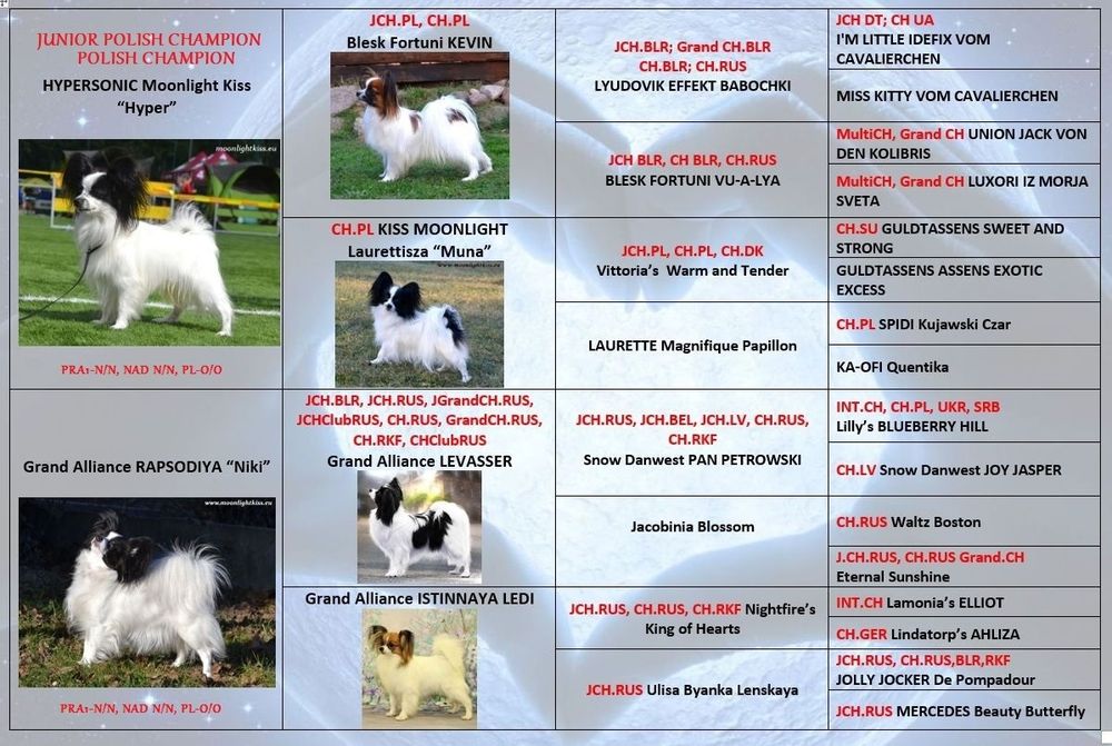 Suczka papillon ZKwP szczeniak spaniel miniaturowy