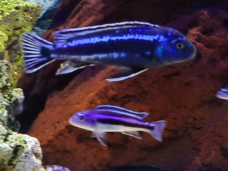 Pyszczak maingano malawi dorosłe