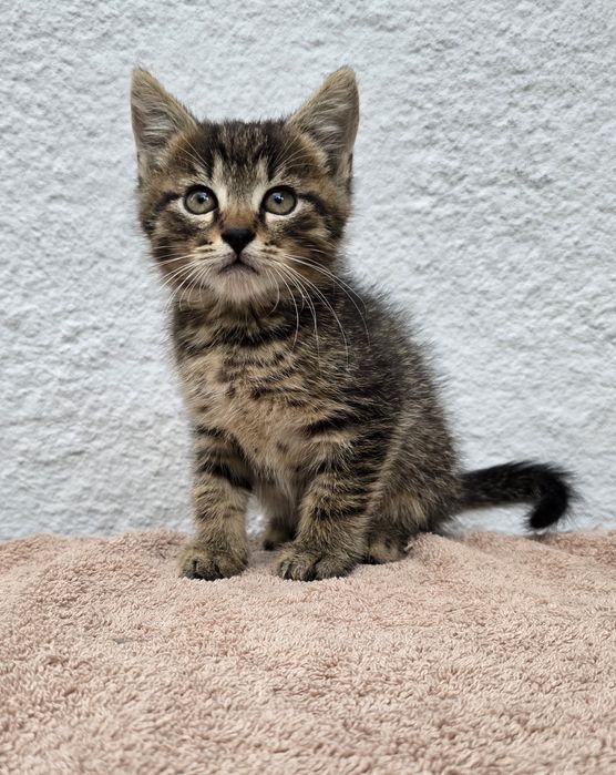 Kocurek do adopcji w dobre ręce piękny niewychodzący