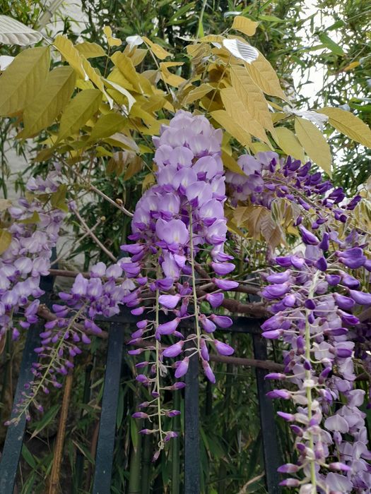 Trepadeiras de glicinias lilás