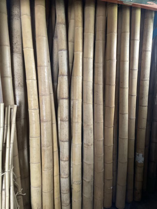 Bambu 2,5m por 10/12 cm