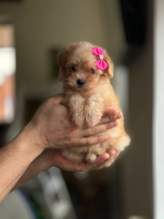 Маленька крихітна мальтіпу дівчинка бусінка. _