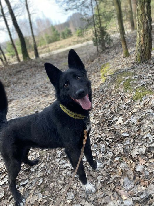 Łajka mix do adopcji