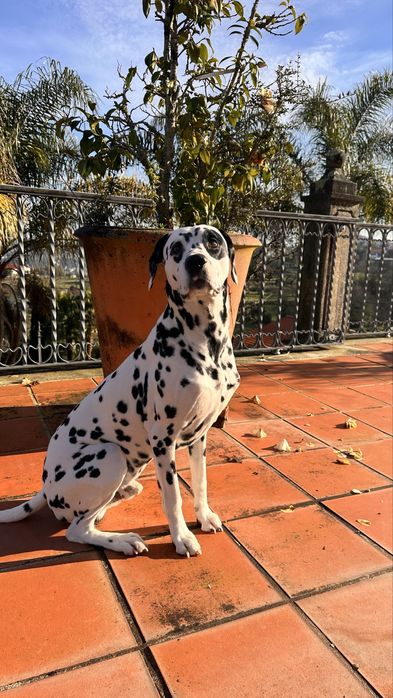 Dalmata macho procura namorada
