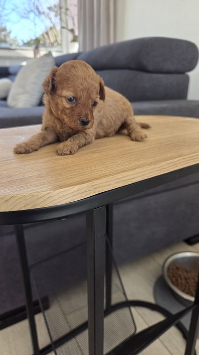 Pudel toy mała suczka badania