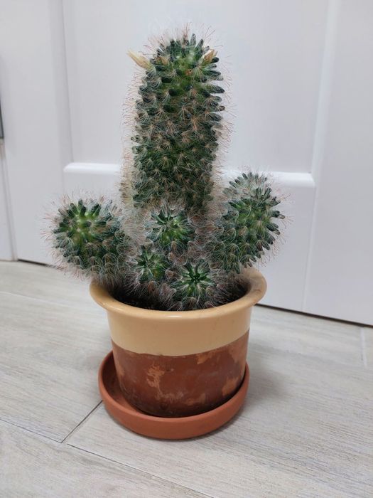 Мамілярія, кактус, сукуленти, вазон