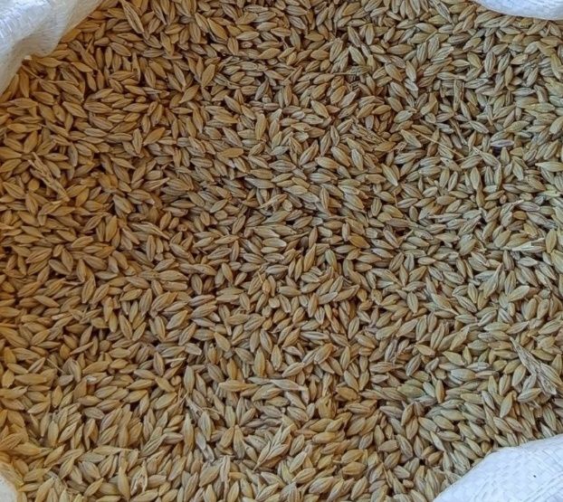 Продам ячмінь.    .