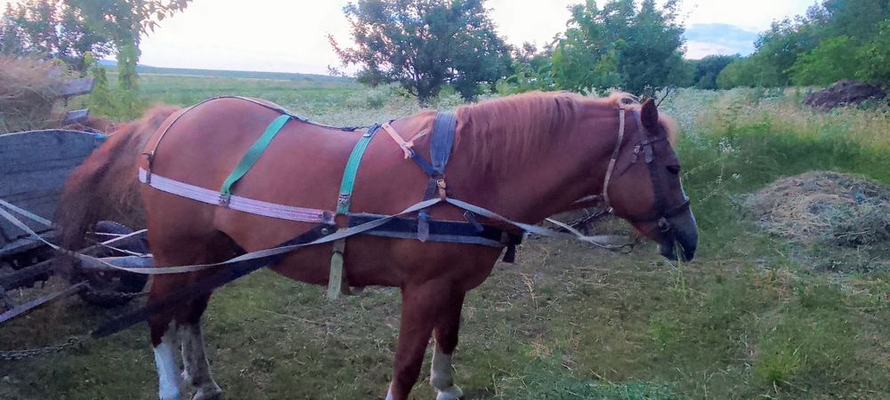 Продається кінь 10 років