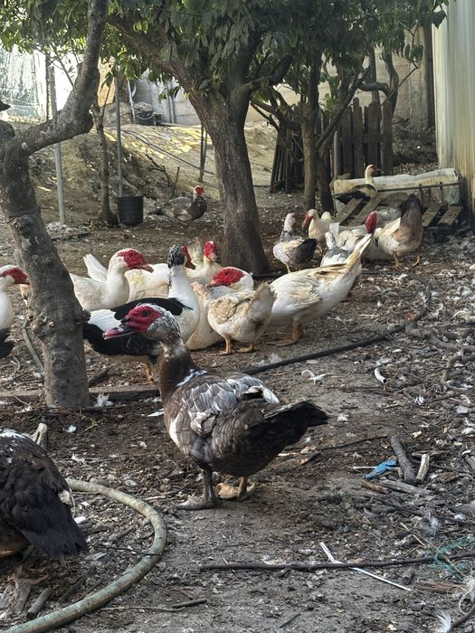 Patos e patas  grandes