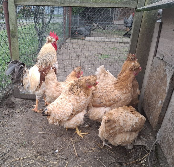 Jaja lęgowe czubatki staropolskiej