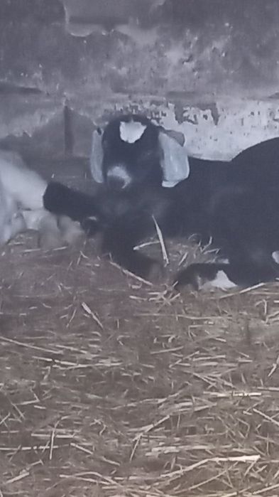 Козлята ищут дом