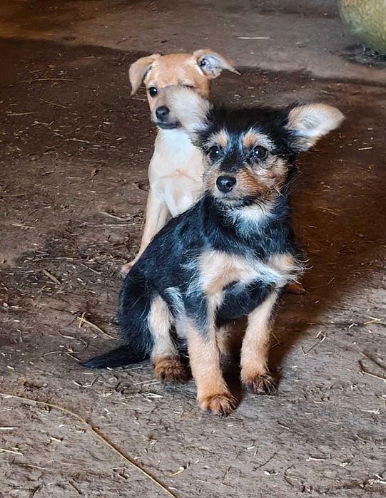 Cadelas porte pequeno