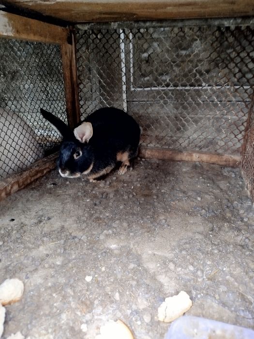 Sprzedam młodego samca