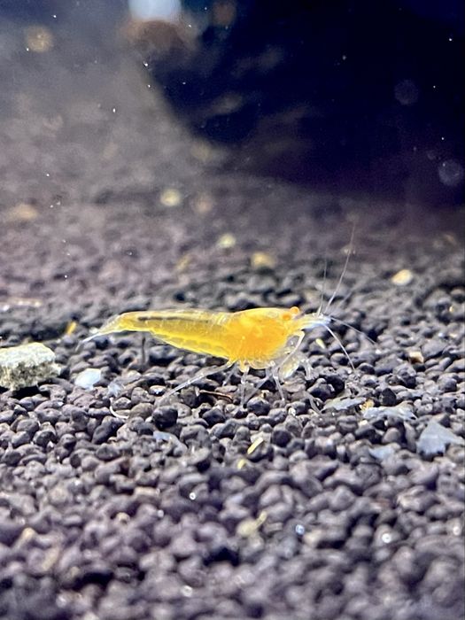 Yellow King Kong OE - krewetki Caridina