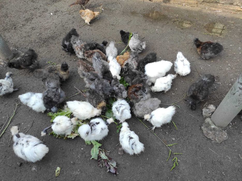 Продаю молоді курі китайські шовковисті вік 4 міс ціна 400 грн