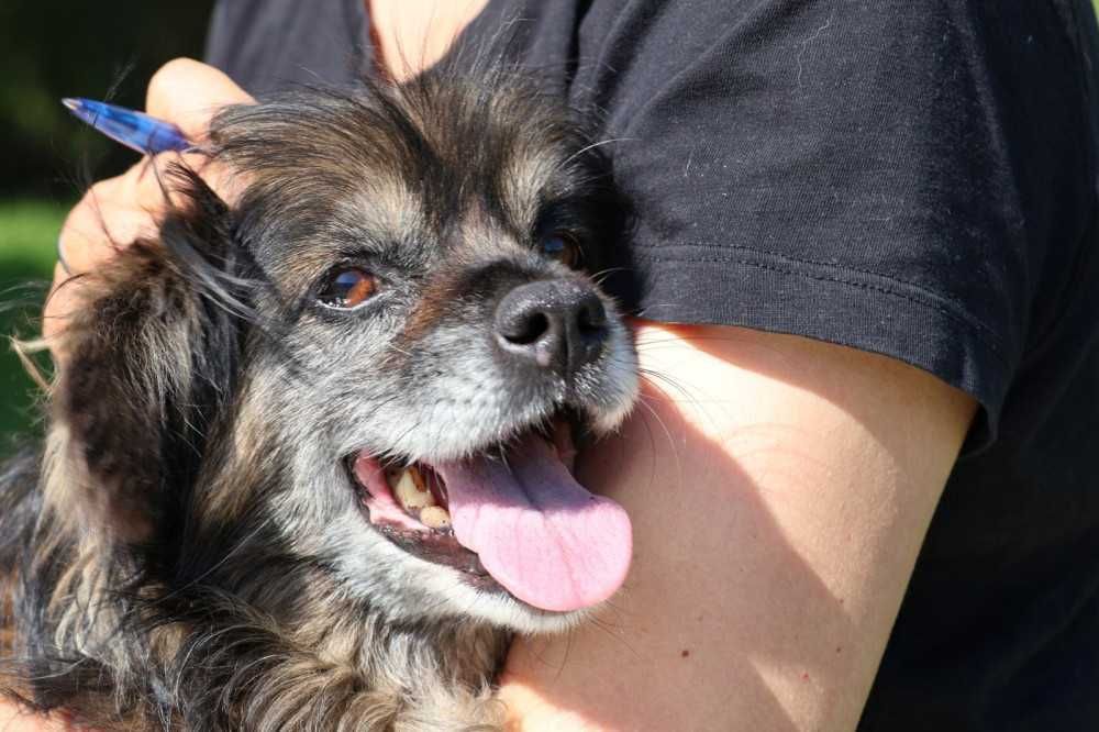 097144 Beatka do adopcji